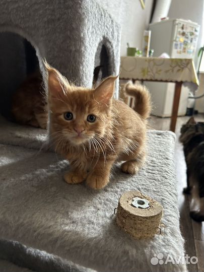 Котята мейн-кун