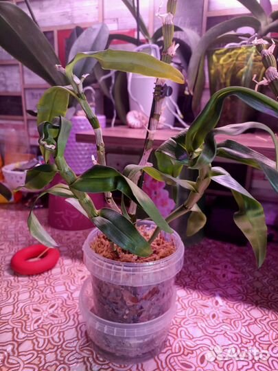 Дендробиум