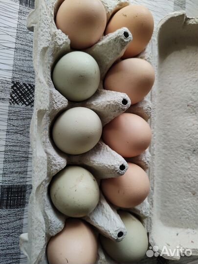 Инкубационное яйцо породистых кур