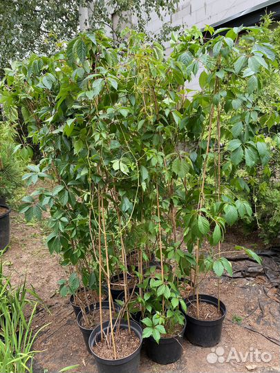 Девичий виноград 2 метра+ в горшках 10 литров