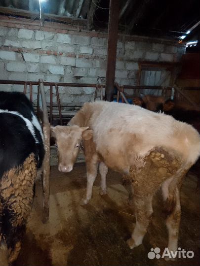 Бычки на докорм