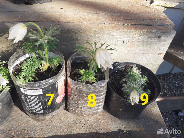 Прострел саженцы