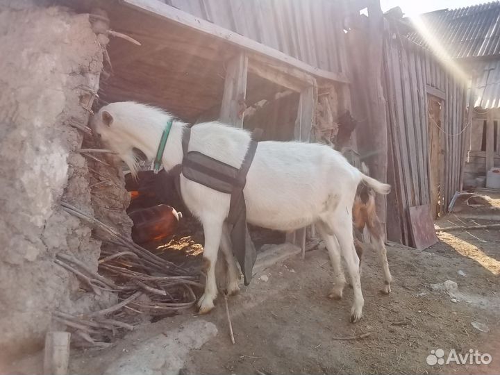 Козел зааненский