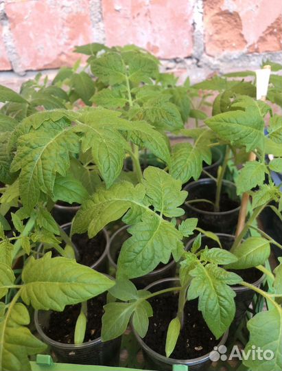 Рассада сладкого перца и помидор