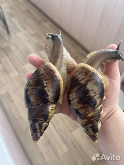 Улитки ахатины ретикулята