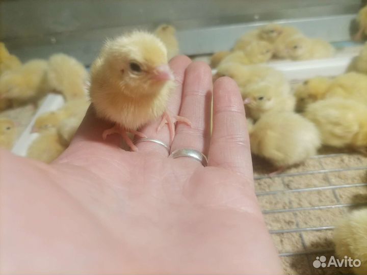 Перепела суточные, инкубационное яйцо