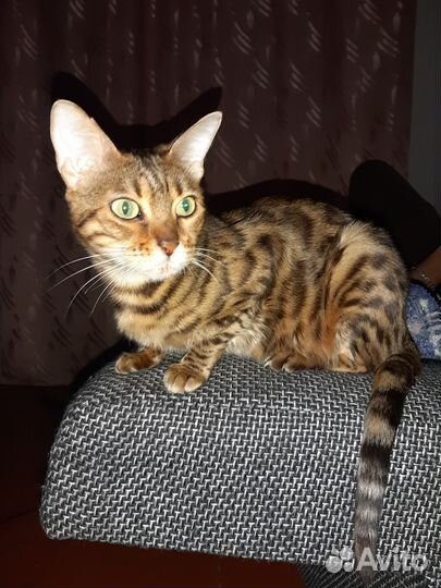 Бенгальская кошка
