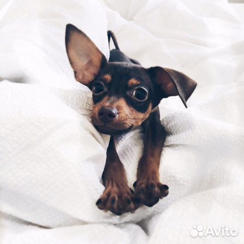 Домашняя передержка