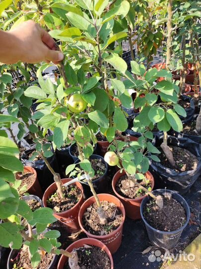 Яблони колоновидные