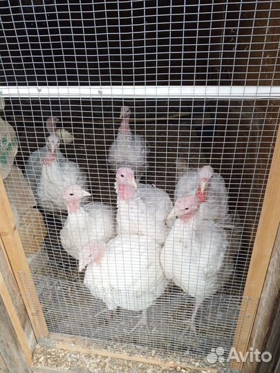 Индюки биг 6 хайбрид тяжёлый крос