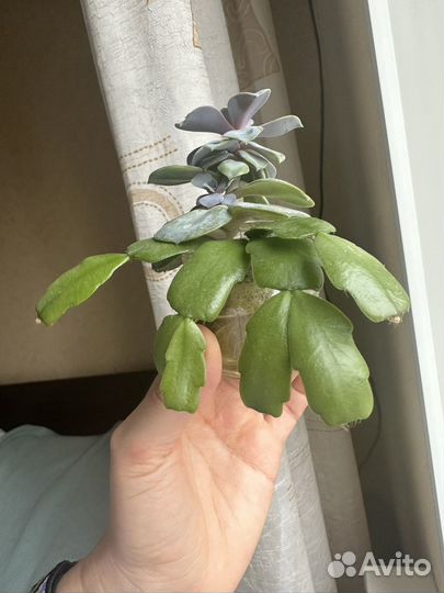 Декабрист отростки