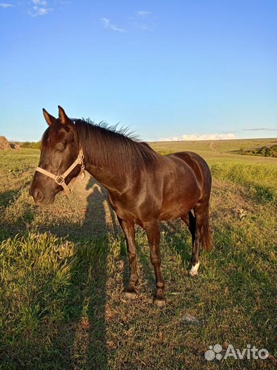 Продам молодую кобылку