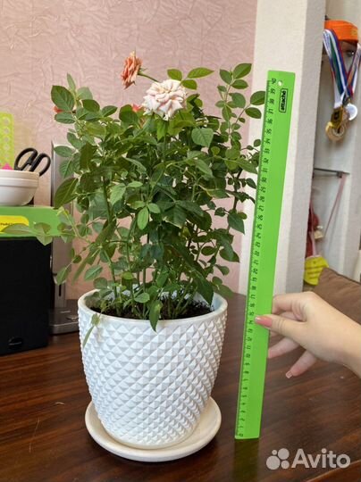 Роза комнатная