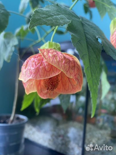 Абутилоны (комнатный клен )