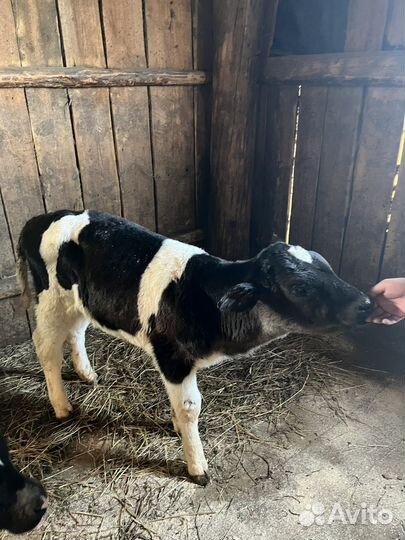 Холмогорская телочка