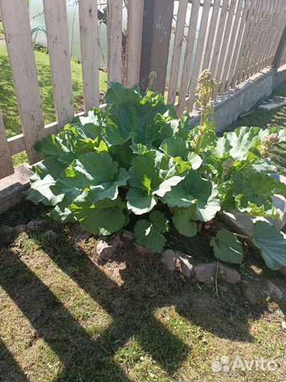 Свежий ревень