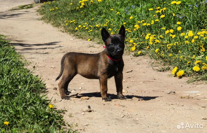 Щенки малинуа