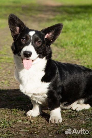 Щенки вельш Корги кардиган