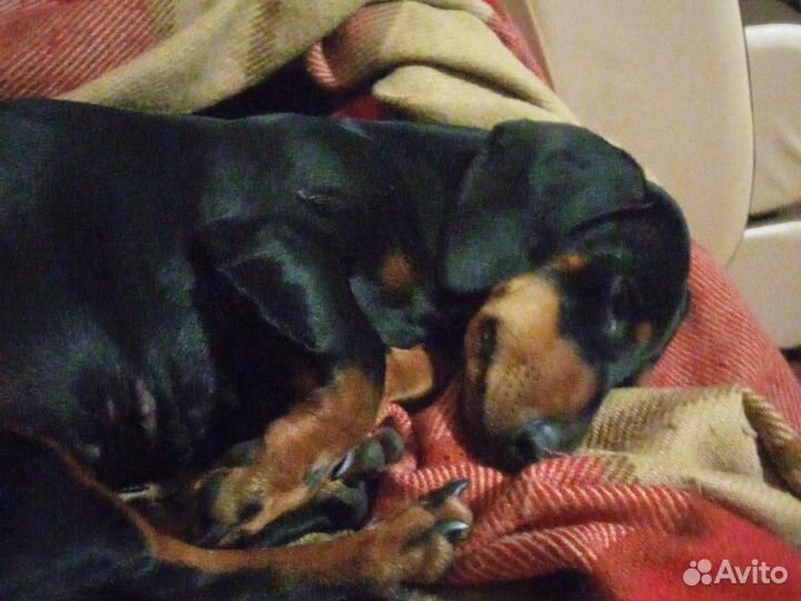 Такса девочка вязка