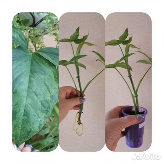 Комнатные цветы