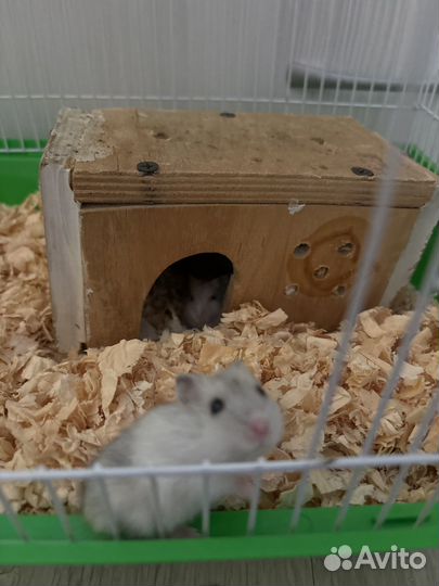 Джунгарский хомяк с клеткой