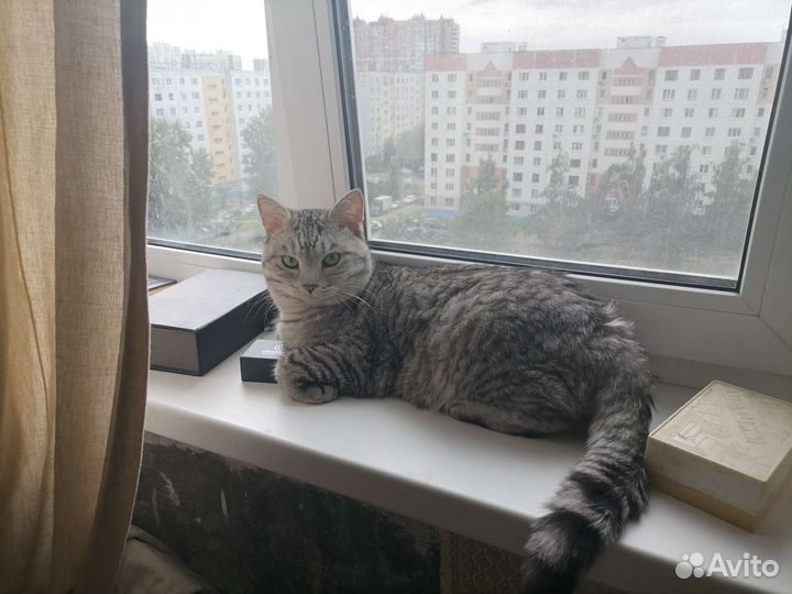 Зооняня/ передержка животных