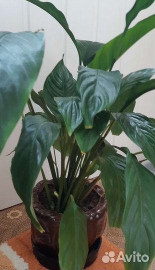 Спатифиллум