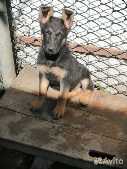 Собаки щенки немецкая овчарка