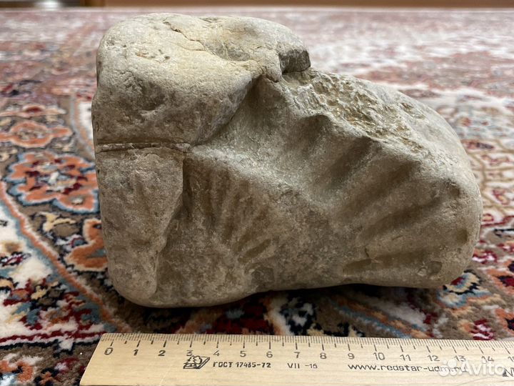 Древний амонит