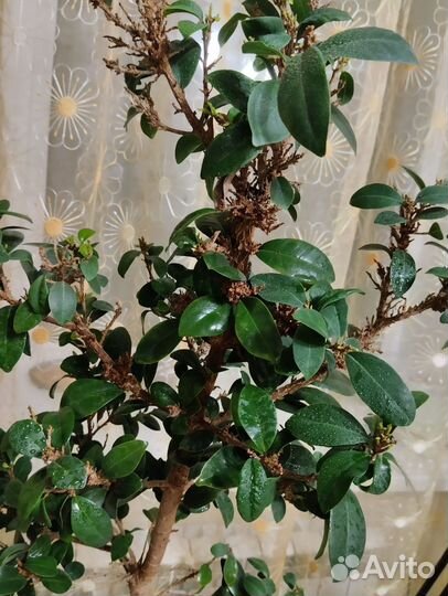 Комнатные цветы