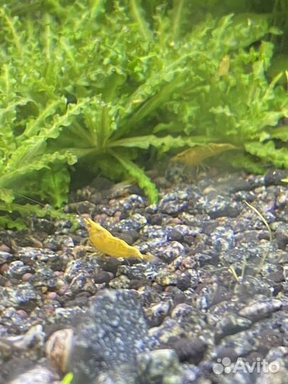 Креветки neocardina желтые