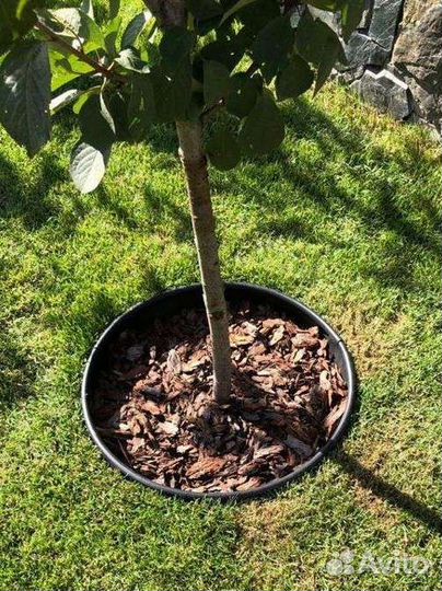 Бордюрная лента садовая канта