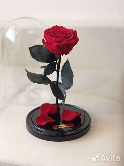 Роза в колбе