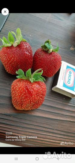 Клубника (Маршал)