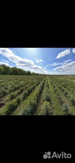 Ель колючая голубая