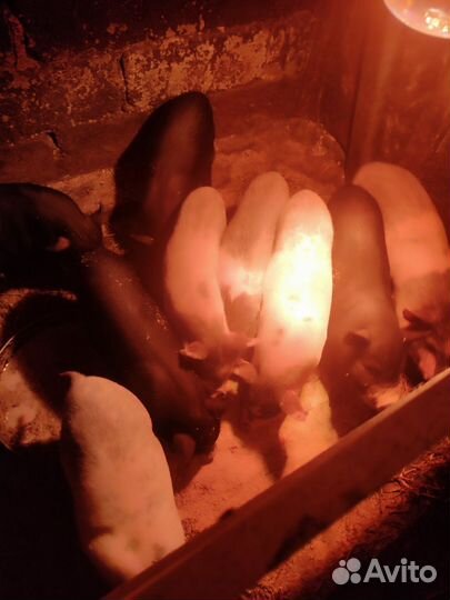 Вьетнамск вислобрюхий поросенок