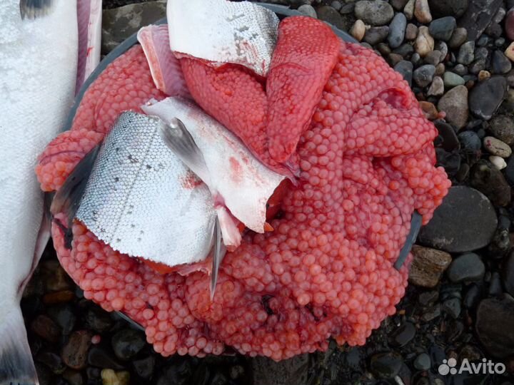 Рыбалка на Камчатке, крабовое сафари