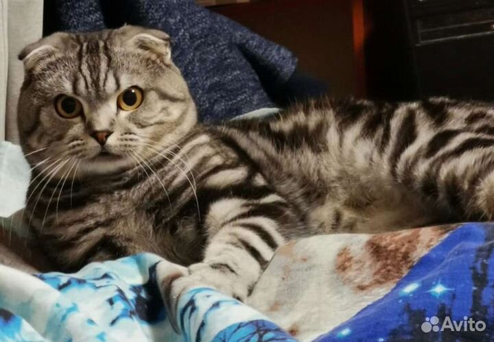 Кот на вязку шотландский вислоухий