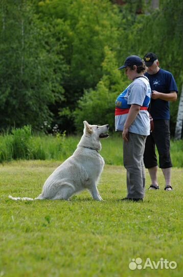 Дрессировка собак (школа для владельцев собак)