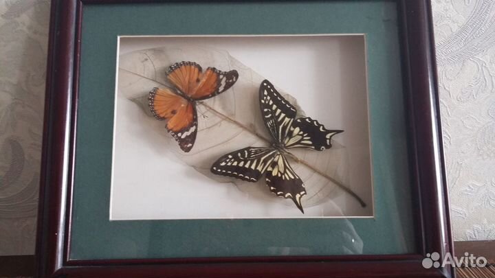 Бабочки в рамках