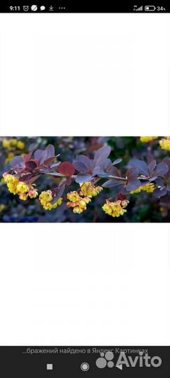 Барбарис, гортензия, жимолость