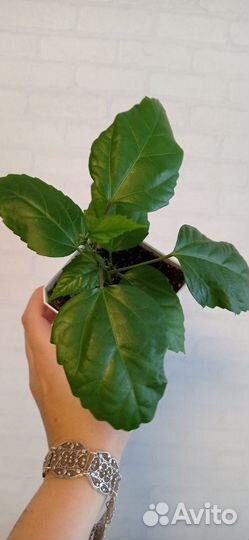 Красный махровый гибискус или китайская роза