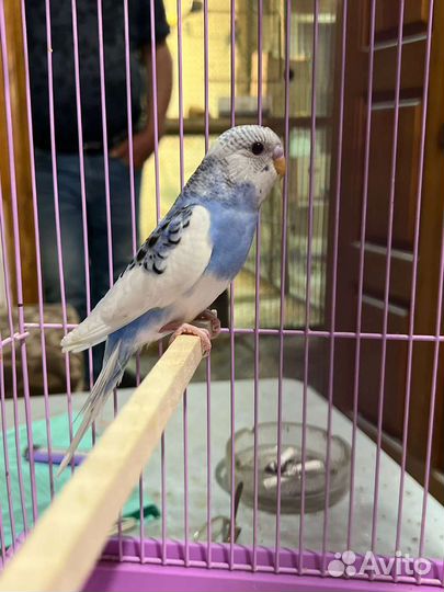 Волнистый попугай,с клеткой