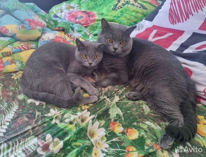 Британские котята