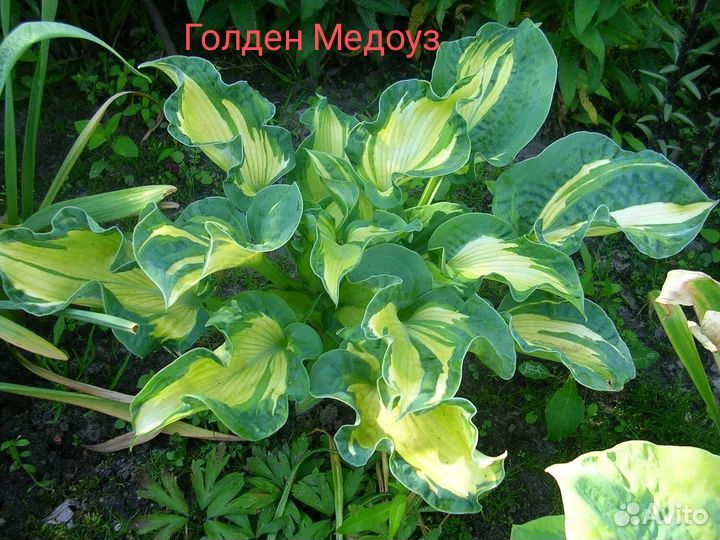 Хоста, корни