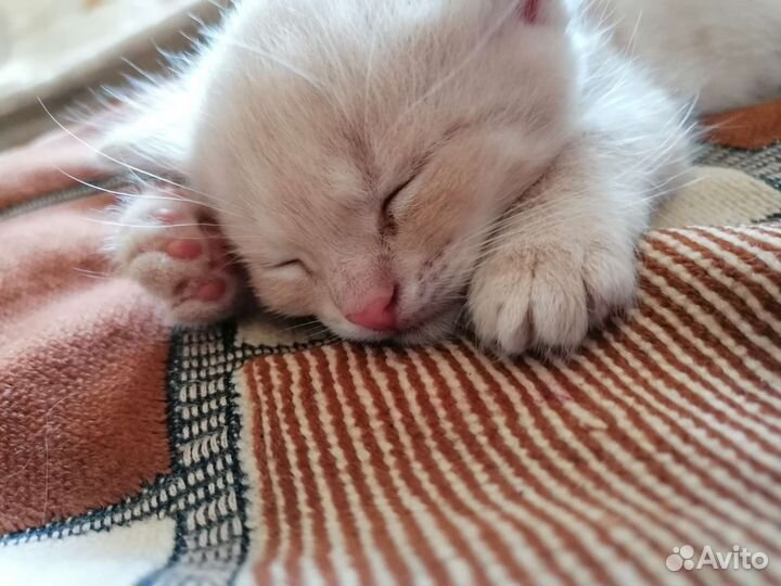 Отдам бесплатно