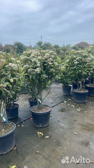 Уличные декоративные растения