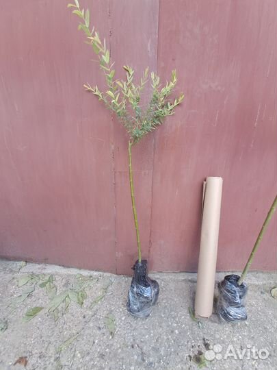 Ива Хакуро Нишики на Штамбе