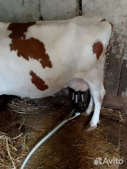 Коровы дойные молочные