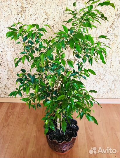 Фикус Бенджамина сорт Наташа